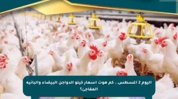 اليوم 2 أغسطس.. كم هوت أسعار كيلو الدواجن البيضاء والبانيه المفاجئ؟